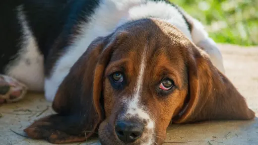 A Basset Hound walking across a lawn, low to the ground, ears swinging
