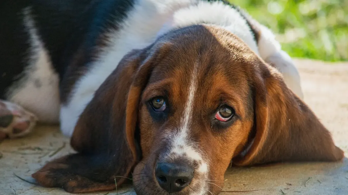 A Basset Hound walking across a lawn, low to the ground, ears swinging
