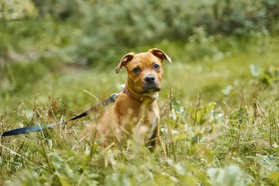 A Boxer puppy on a short leash walk on grass