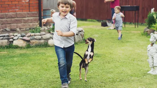 A brindle Boxer dog trotting alongside its owner on a grassy path