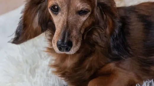 A dachshund walking up a low wooden ramp onto a couch