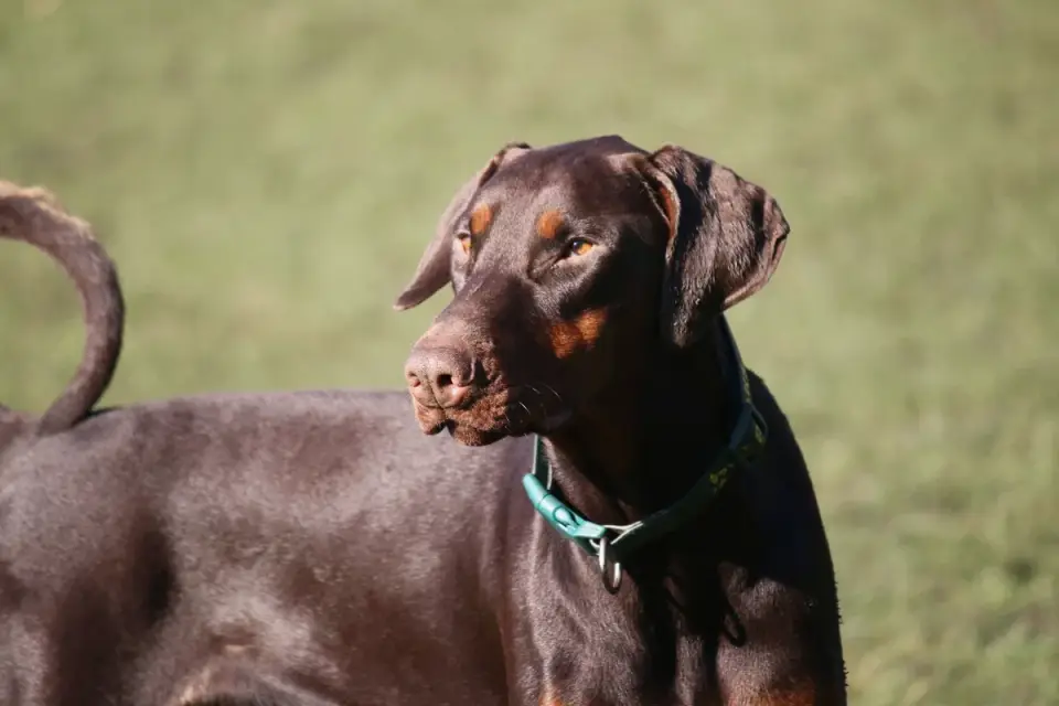 A Doberman Pinscher swimming in a lake as a low-impact exercise option