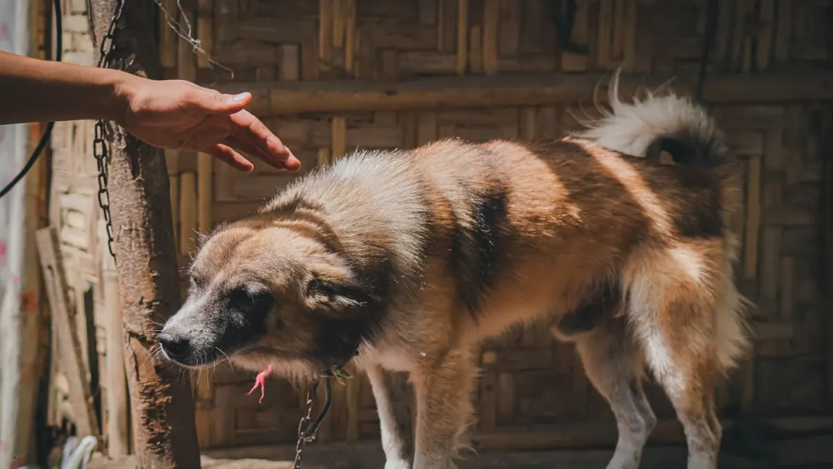A dog sitting beside a full food bowl, sniffing but not eating