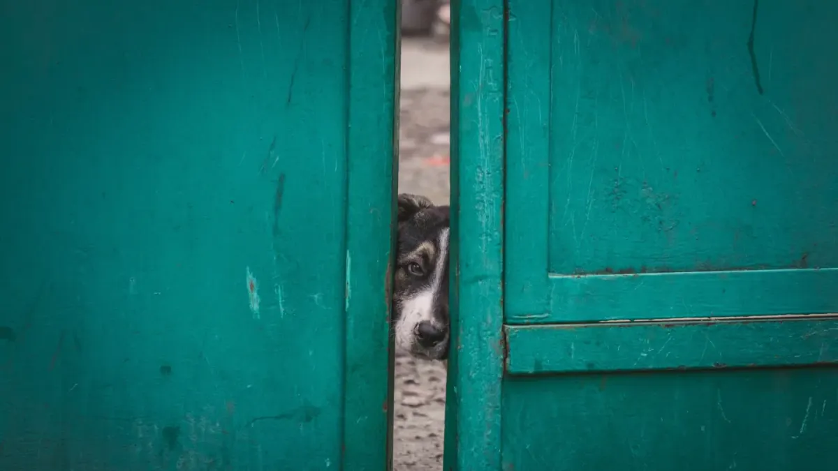 A dog standing at a front door watching it close