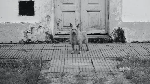 A dog standing near a chewed door frame in an empty hallway