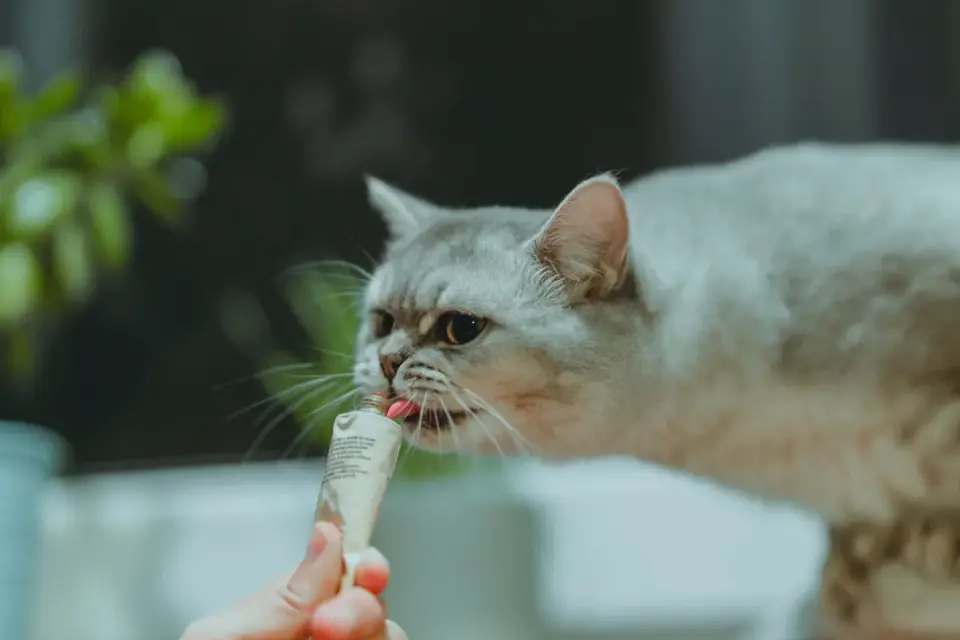 A dog taking a soft chew supplement from its owner&#x27;s hand