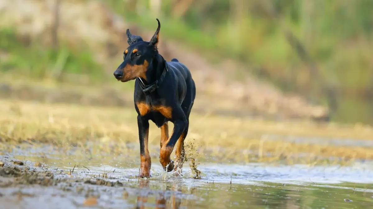 A lean, alert Doberman Pinscher standing in a backyard on a sunny afternoon