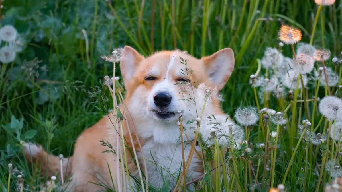 A Pembroke Welsh Corgi standing alert on a lawn