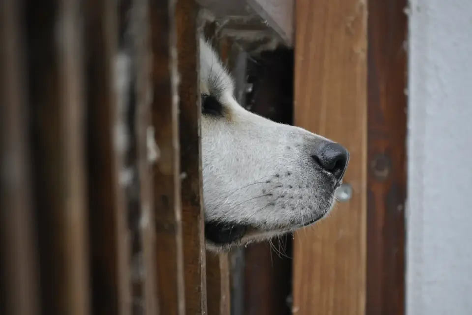 A Siberian Husky digging near the base of a backyard fence