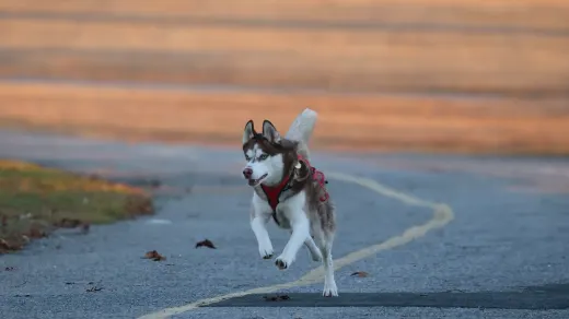 A Siberian Husky trotting alongside its owner on a wooded trail