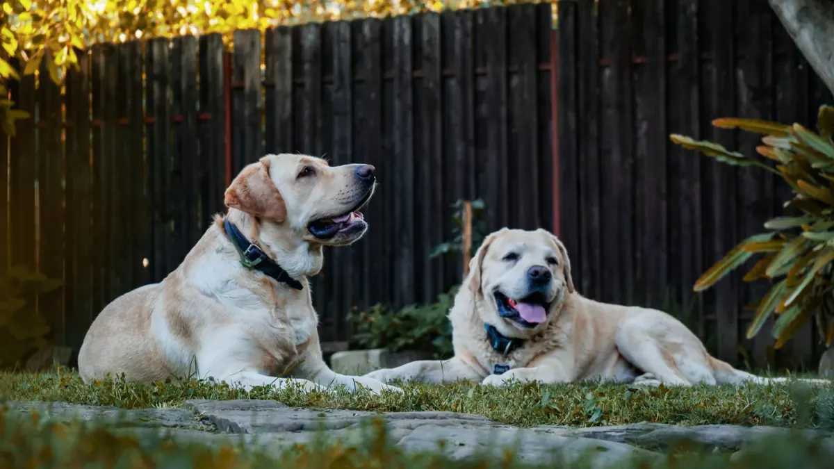 A yellow Labrador Retriever and a Golden Retriever standing side by side on grass