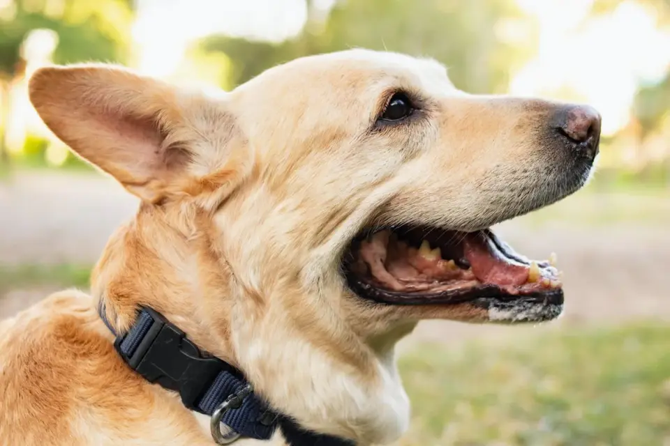 A yellow Labrador Retriever and a Golden Retriever standing side by side on grass