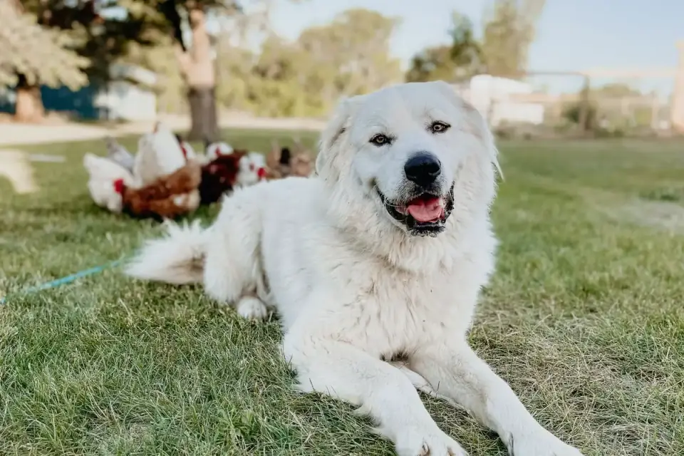 A young Great Pyrenees puppy walking across a grassy yard