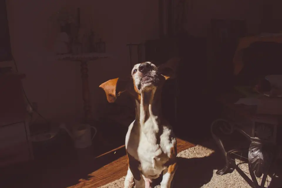 An owner gently checking a Basset Hound&#x27;s ear