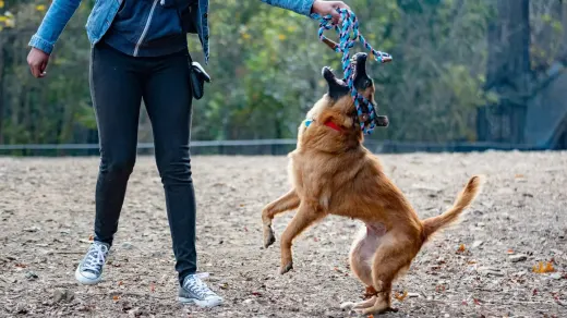 An owner guiding a senior dog through a slow, supported walk on grass