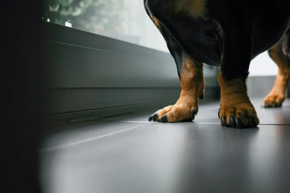 Close-up of a dog&#x27;s paw with a rubber toe grip fitted over the nail on a hardwood floor