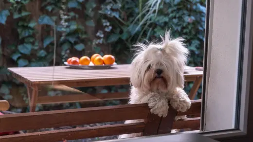 Dog at home near a kitchen