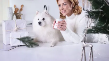 Dog at home near a kitchen