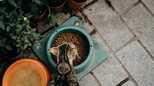 Dog eating from a bowl