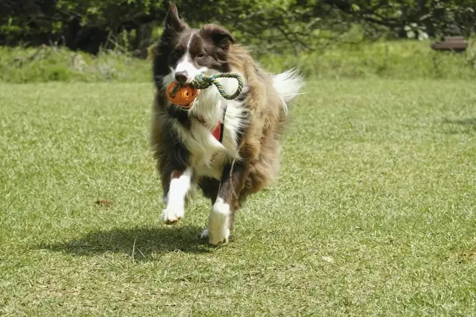 Dog playing outdoors