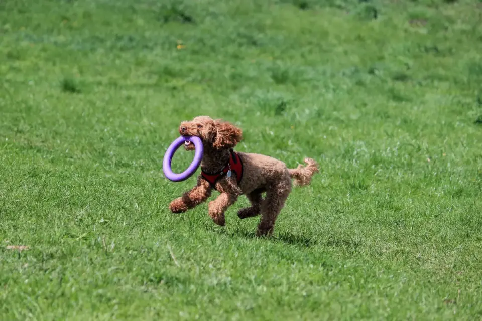 Dog playing outdoors