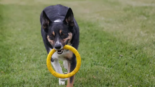 Dog playing outdoors