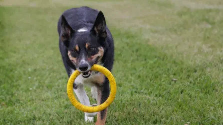 Dog playing outdoors