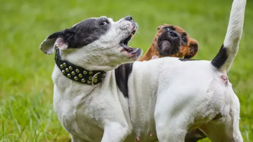 Dog playing outdoors