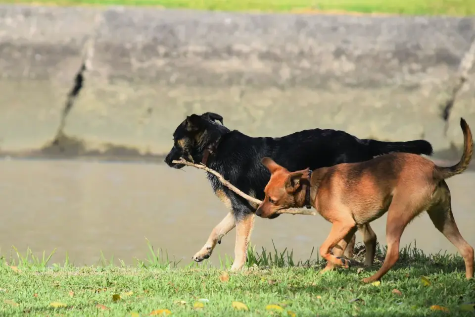 Dog playing outdoors