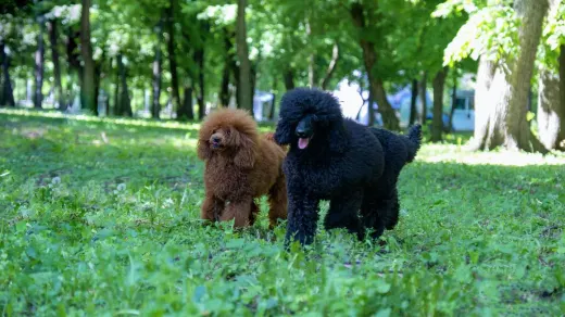 Dog walking outdoors