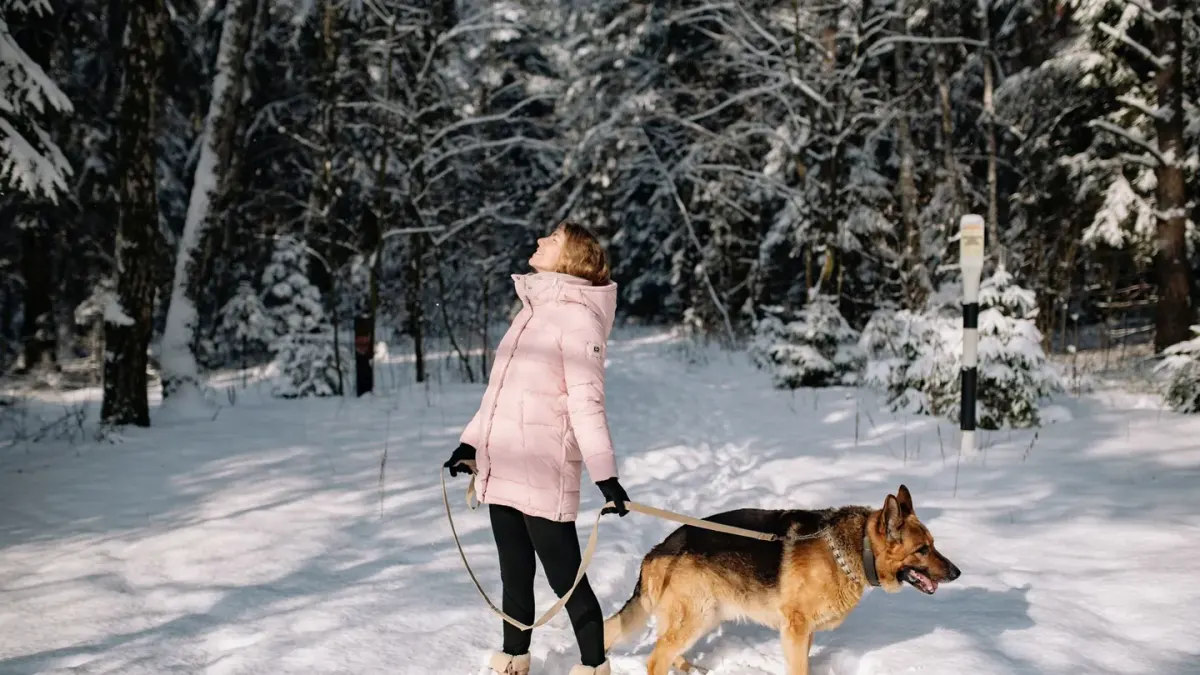 Dog walking with an owner