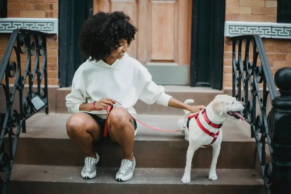 Dog walking with an owner