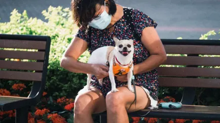 Older dog with an owner in a park