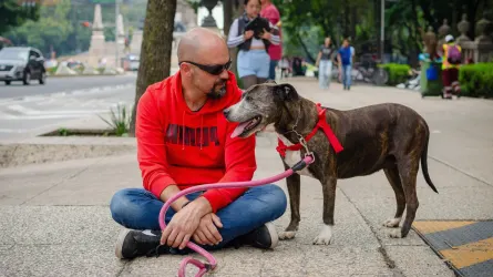 Older dog with an owner in a park