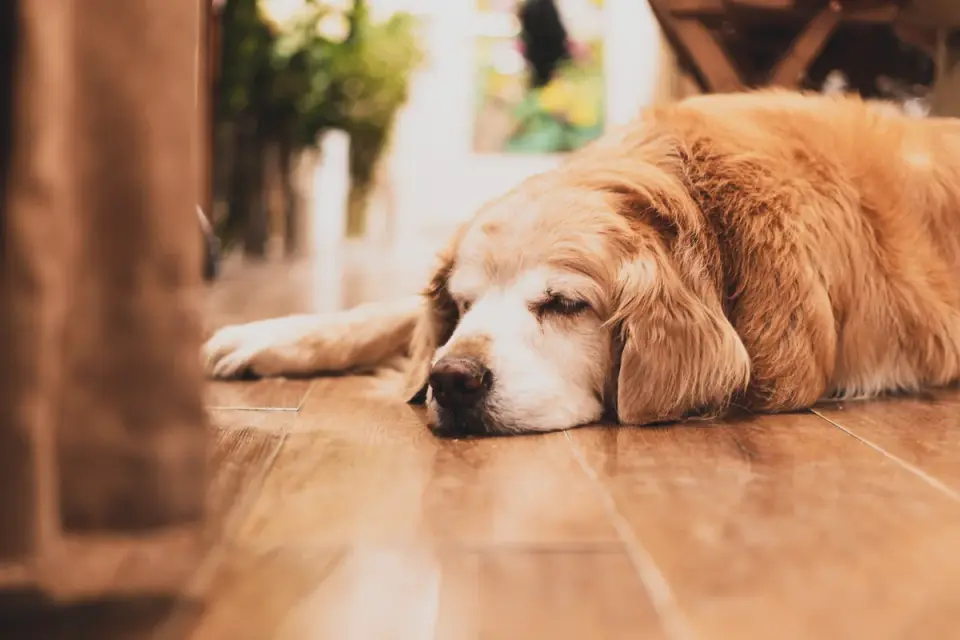 Senior dog resting at home