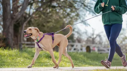 Senior dog walking with an owner