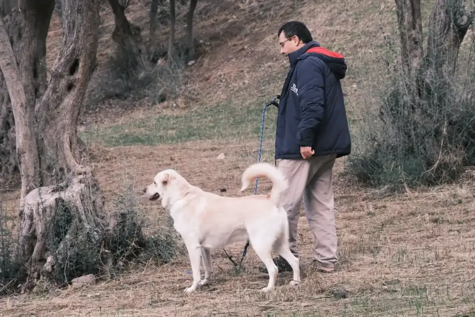 Senior dog walking with an owner