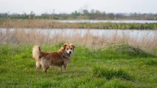 Senior golden retriever wading into shallow water beside its owner