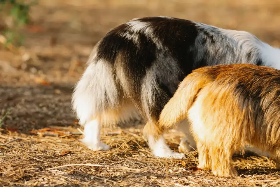 Veterinarian gently examining a dog's hip during a wellness exam